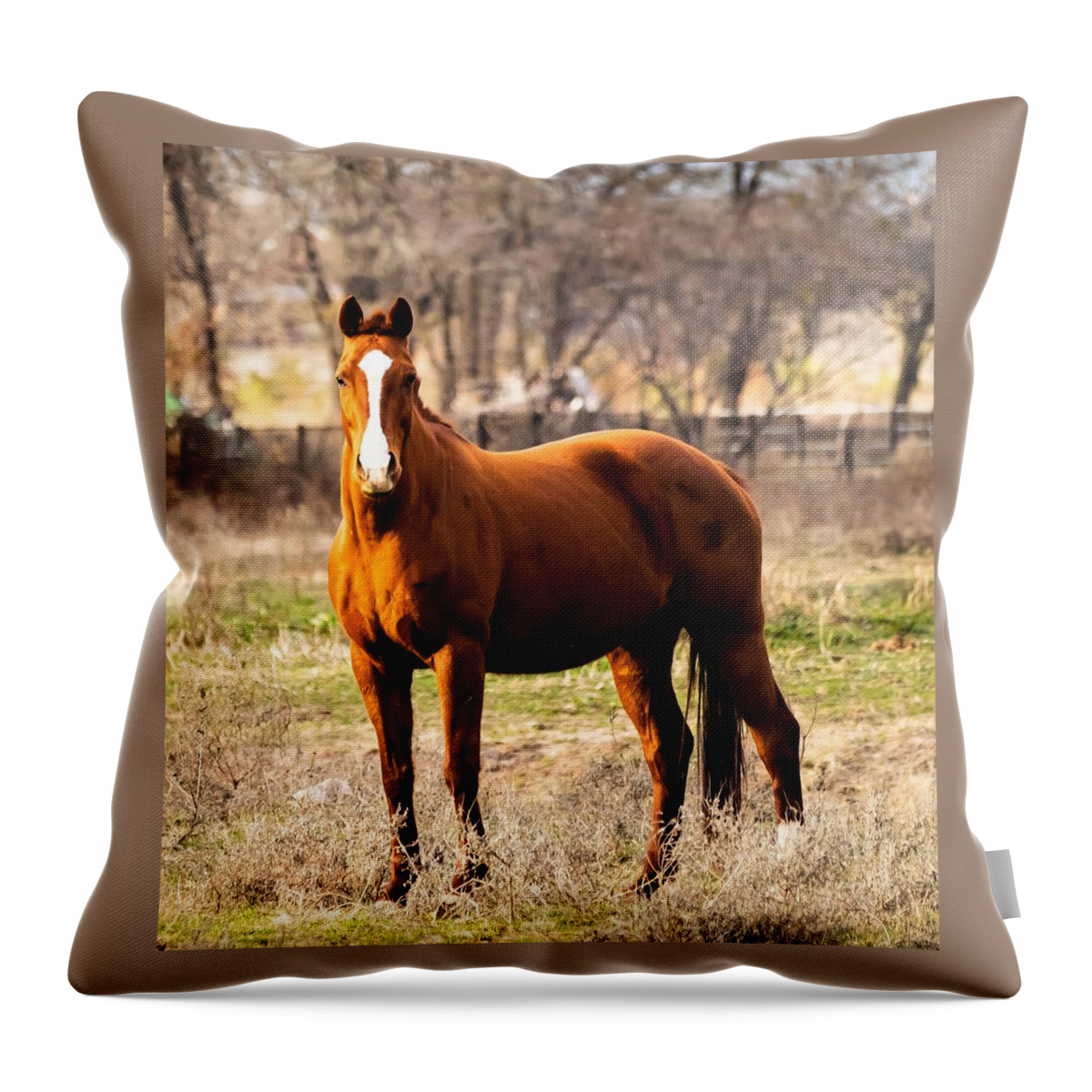 Horse Throw Pillow featuring the photograph Bay Horse 2 by C Winslow Shafer