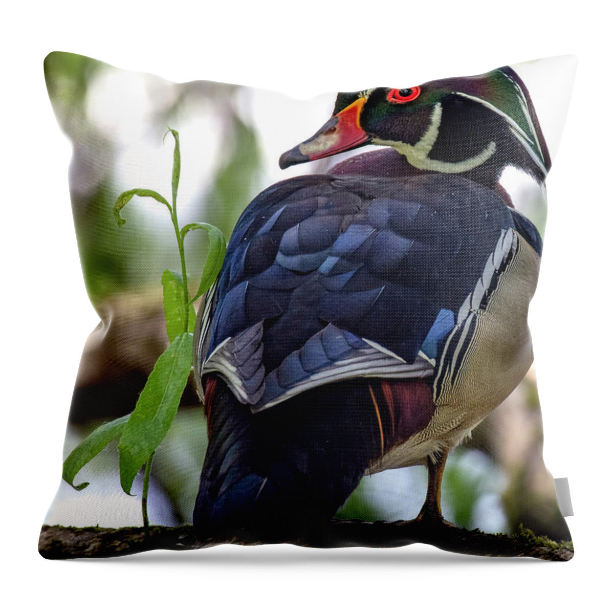 Rainbow Duck Throw Pillow featuring the photograph Beautiful Wood Duck by Jerry Cahill