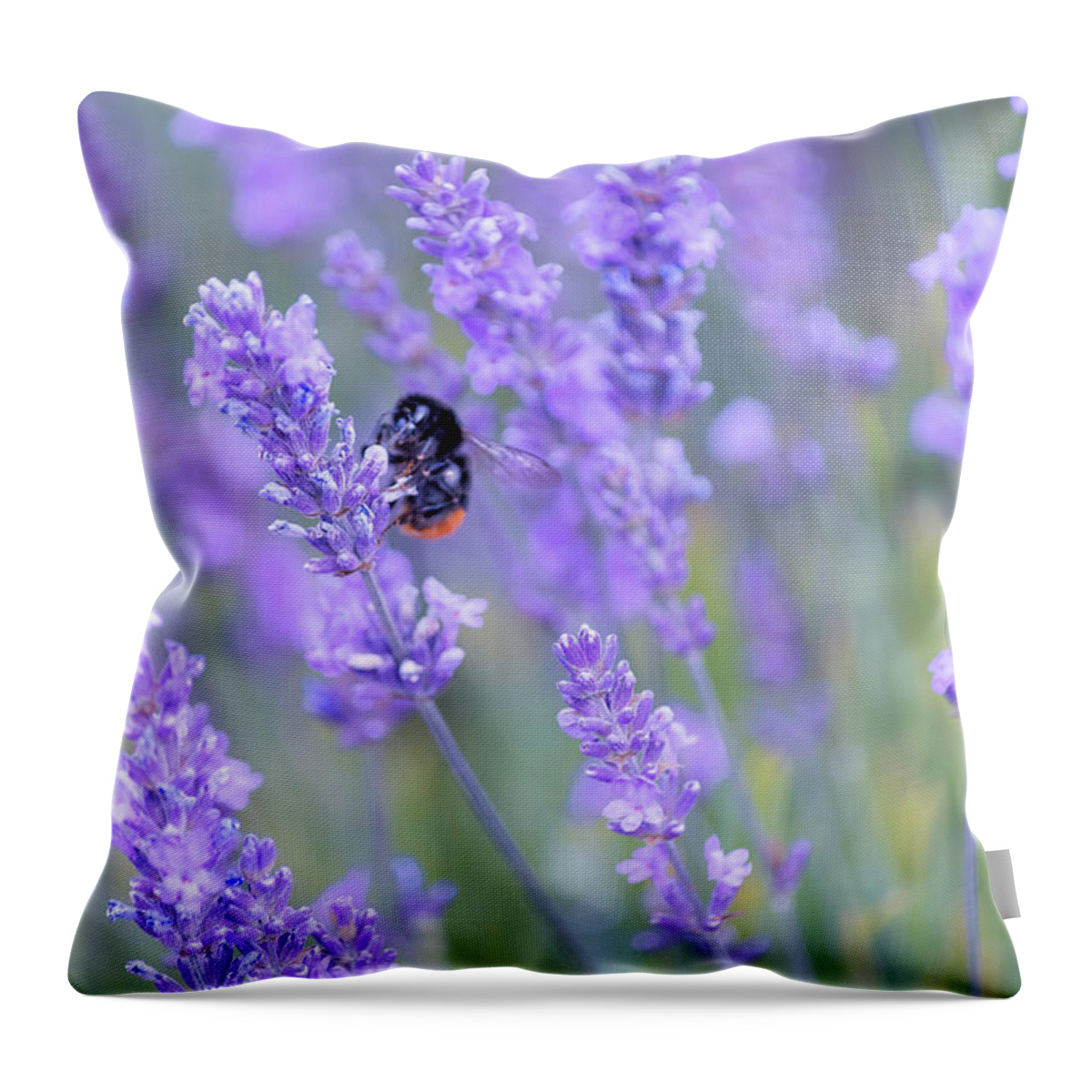 Lavender Throw Pillow featuring the photograph Bee buzzing in the lavender by Andrew Lalchan