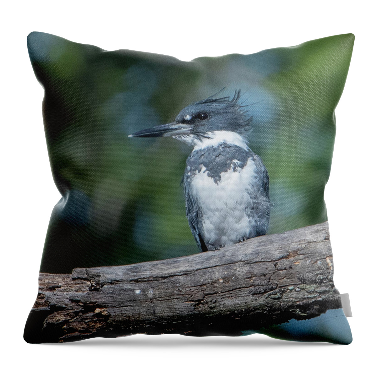 Nature Throw Pillow featuring the photograph Belted Kingfisher DSB0380 by Gerry Gantt