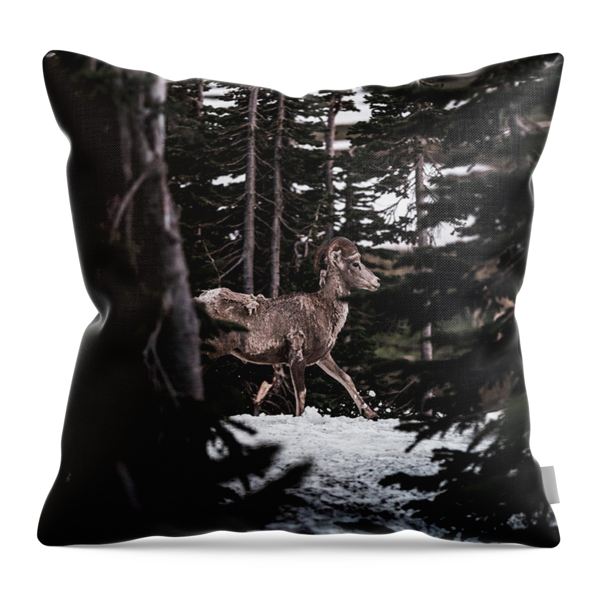  Throw Pillow featuring the photograph Bighorn in Snow by William Boggs