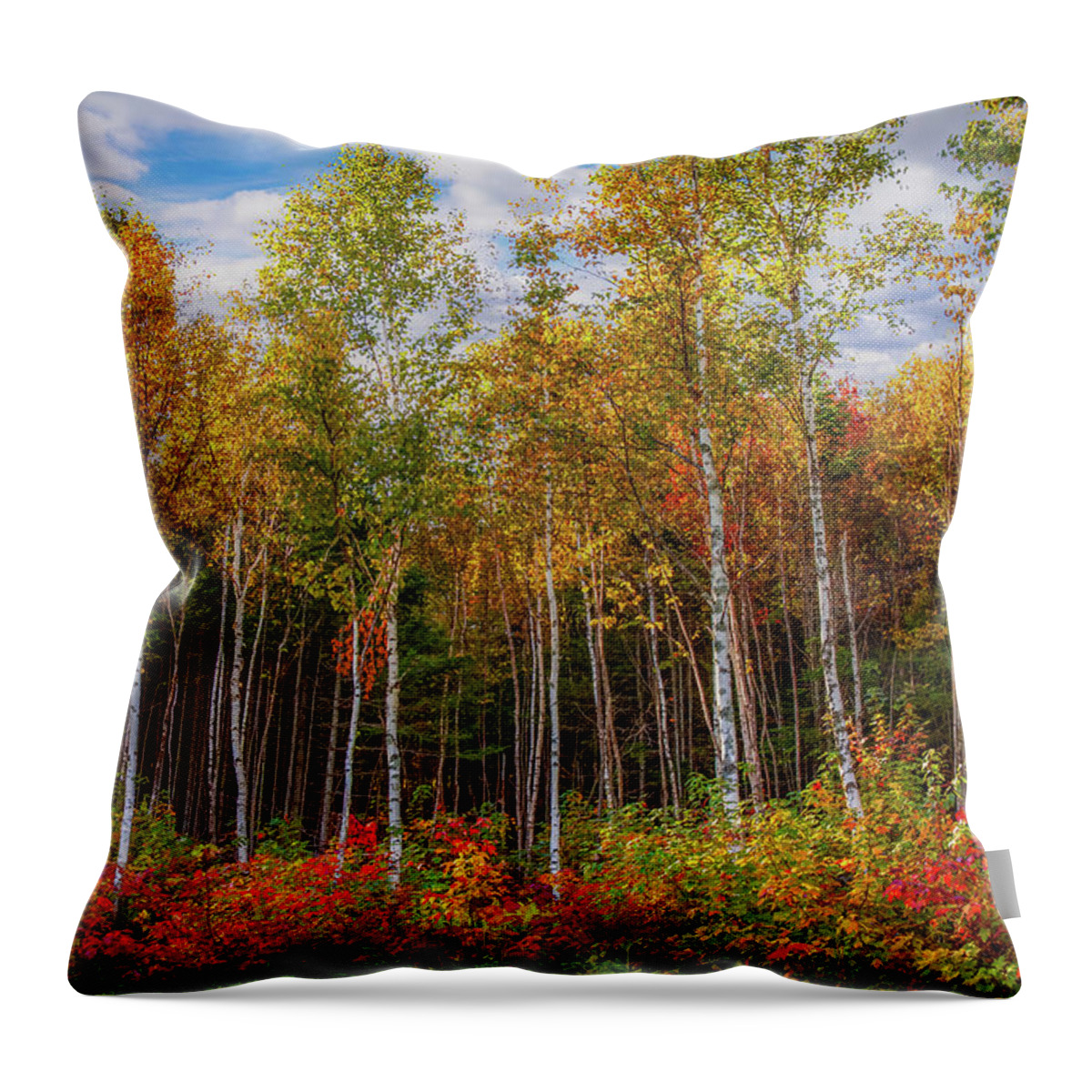Maine Birch Trees Throw Pillow featuring the photograph Birch trees turn to gold by Jeff Folger
