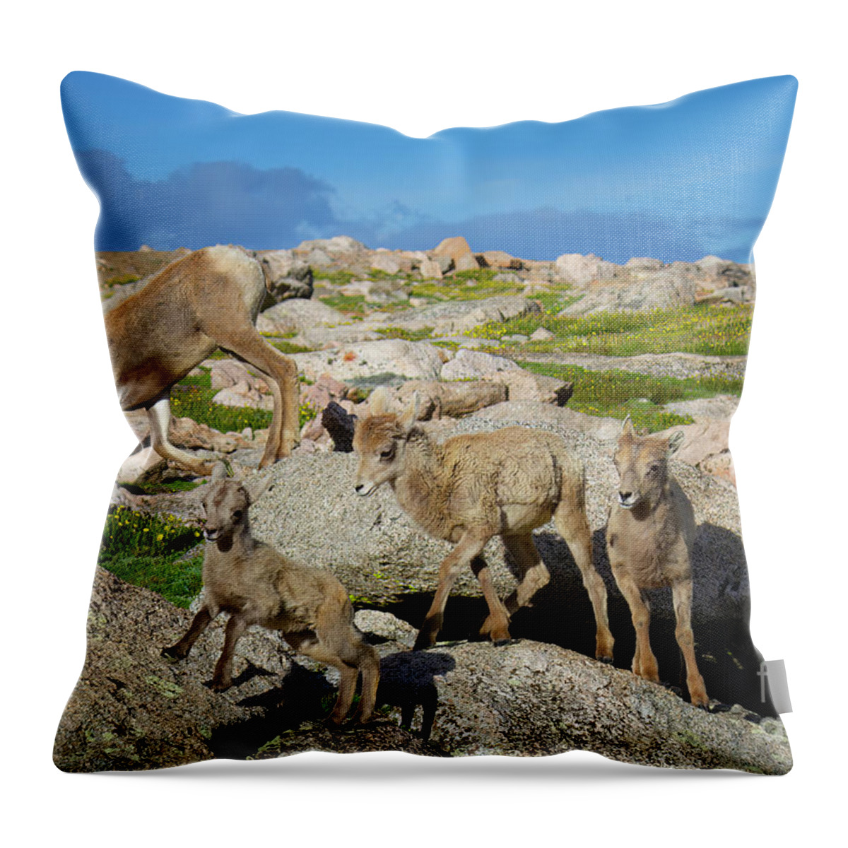Bighorn Sheep Throw Pillow featuring the photograph Birds of a Feather by Jim Garrison