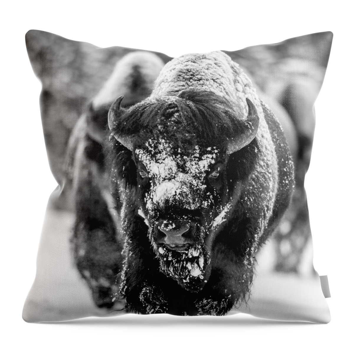 Bison Throw Pillow featuring the photograph Bison in snow by D Robert Franz