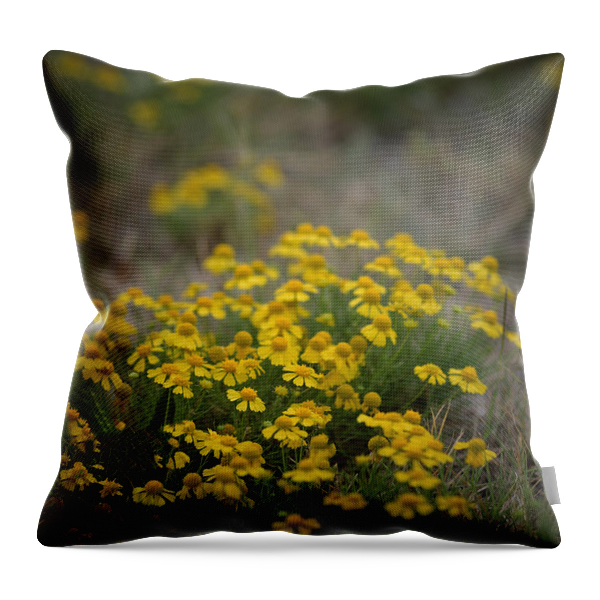 Daisy Throw Pillow featuring the photograph Bitter Sneezeweed by DArcy Evans