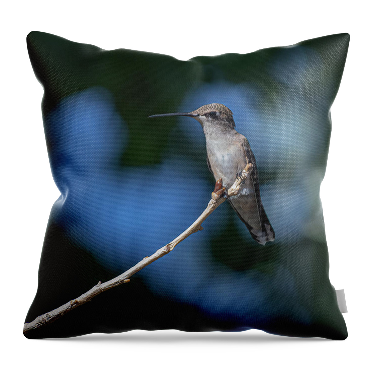 Black Chinned Hummingbird Throw Pillow featuring the photograph Black Chinned Hummingbird 3 by Rick Mosher