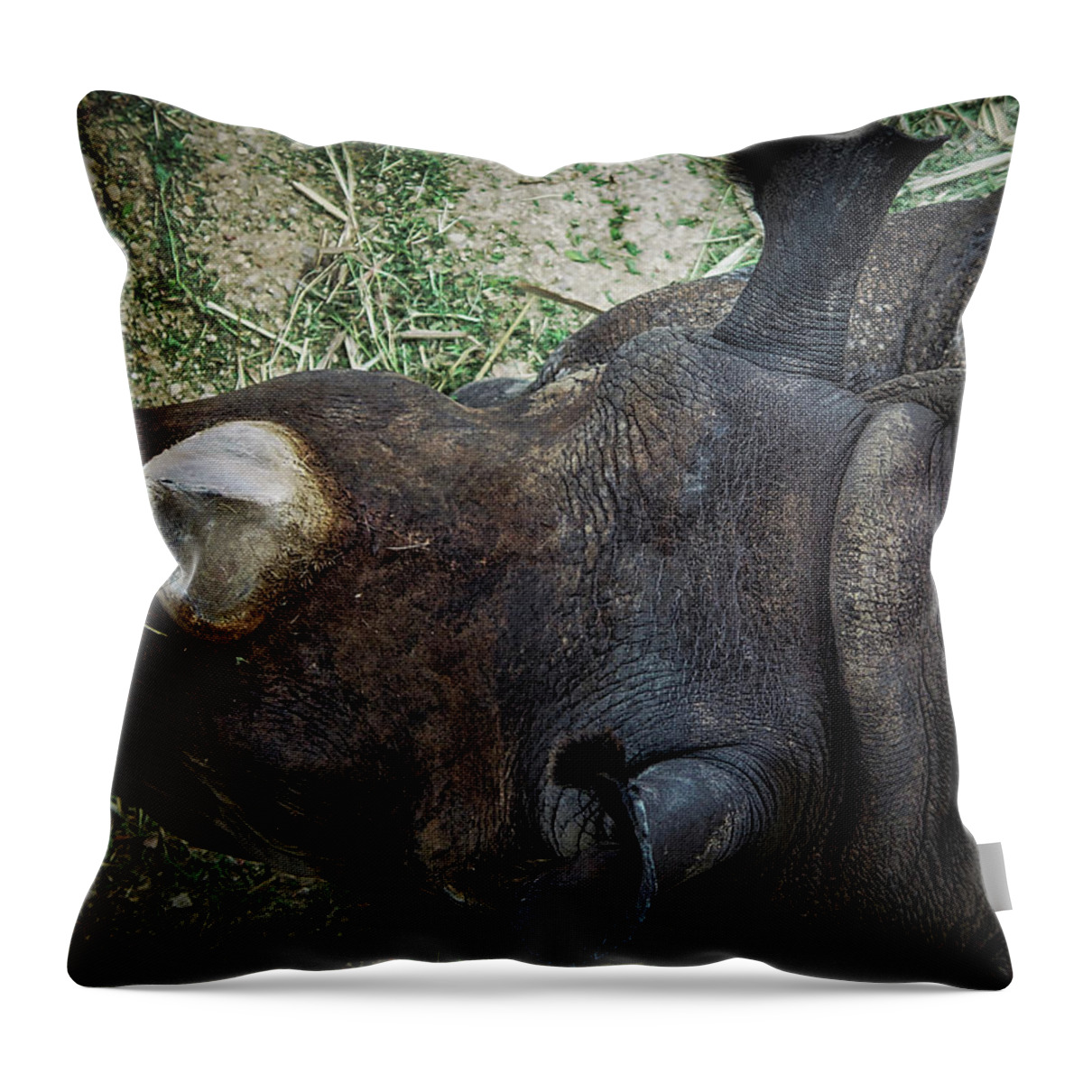 Rhinos Throw Pillow featuring the photograph Black Rhino by Rene Vasquez