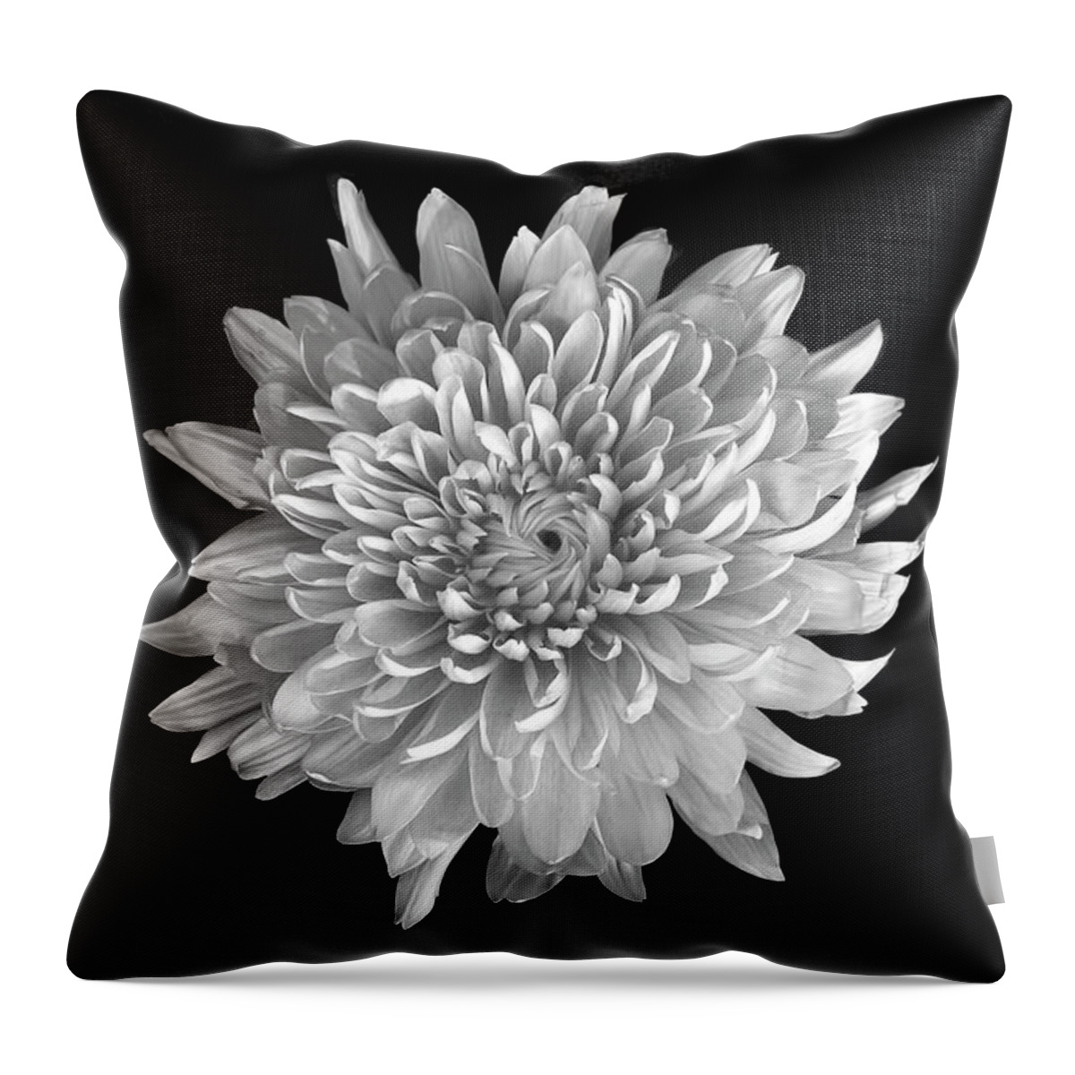 Flower Throw Pillow featuring the photograph Blooming Chrysanthemum by Lori Hutchison