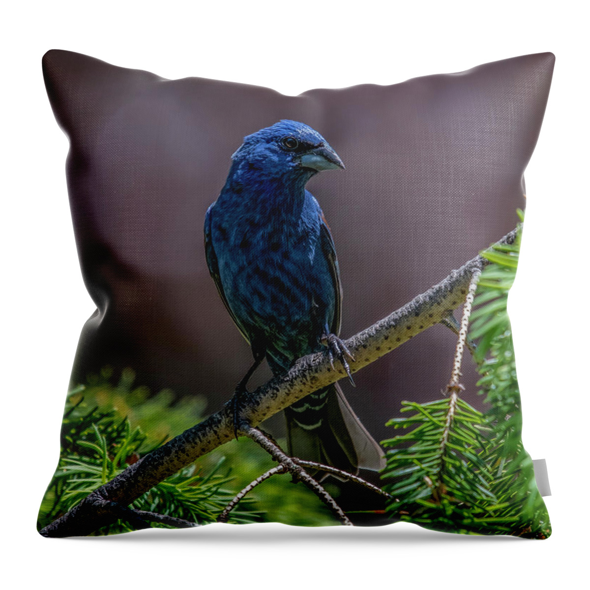 Bird Throw Pillow featuring the photograph Blue Grosbeak by Cathy Kovarik