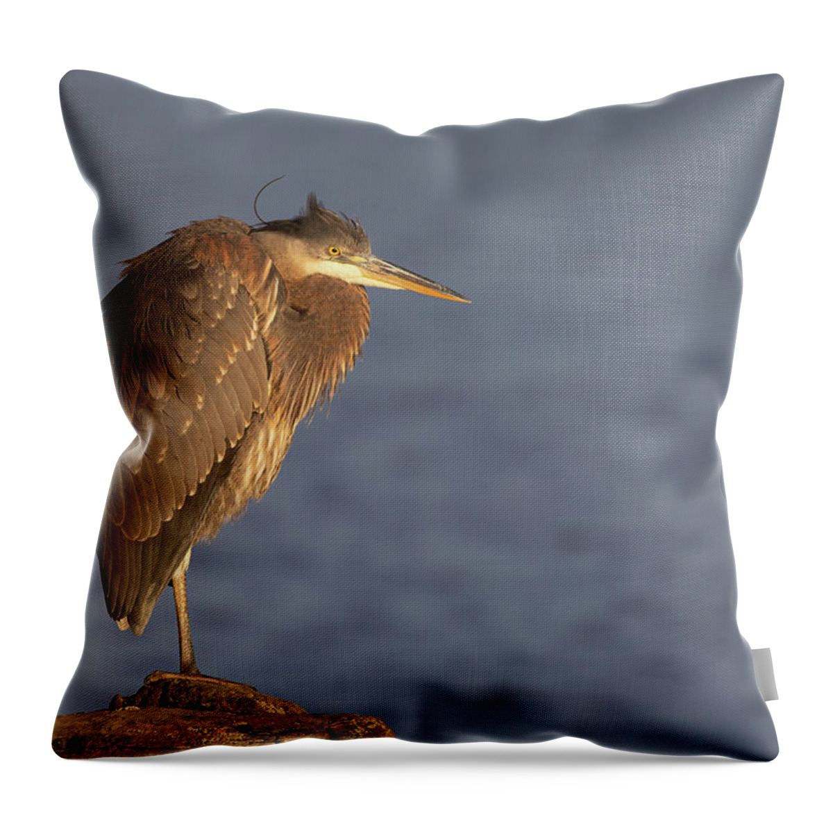 Blue Heron Throw Pillow featuring the photograph Blue Heron Sunset Horizontal by Michael Rauwolf