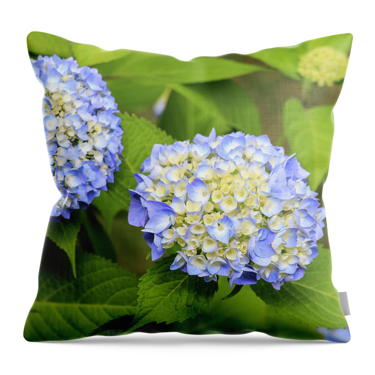 Colors Throw Pillow featuring the photograph Blue Hydrangea Deux by Tanya Owens