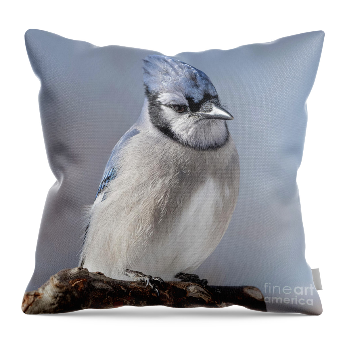  Throw Pillow featuring the photograph Blue Jay Sitting Pretty by Sandra Rust