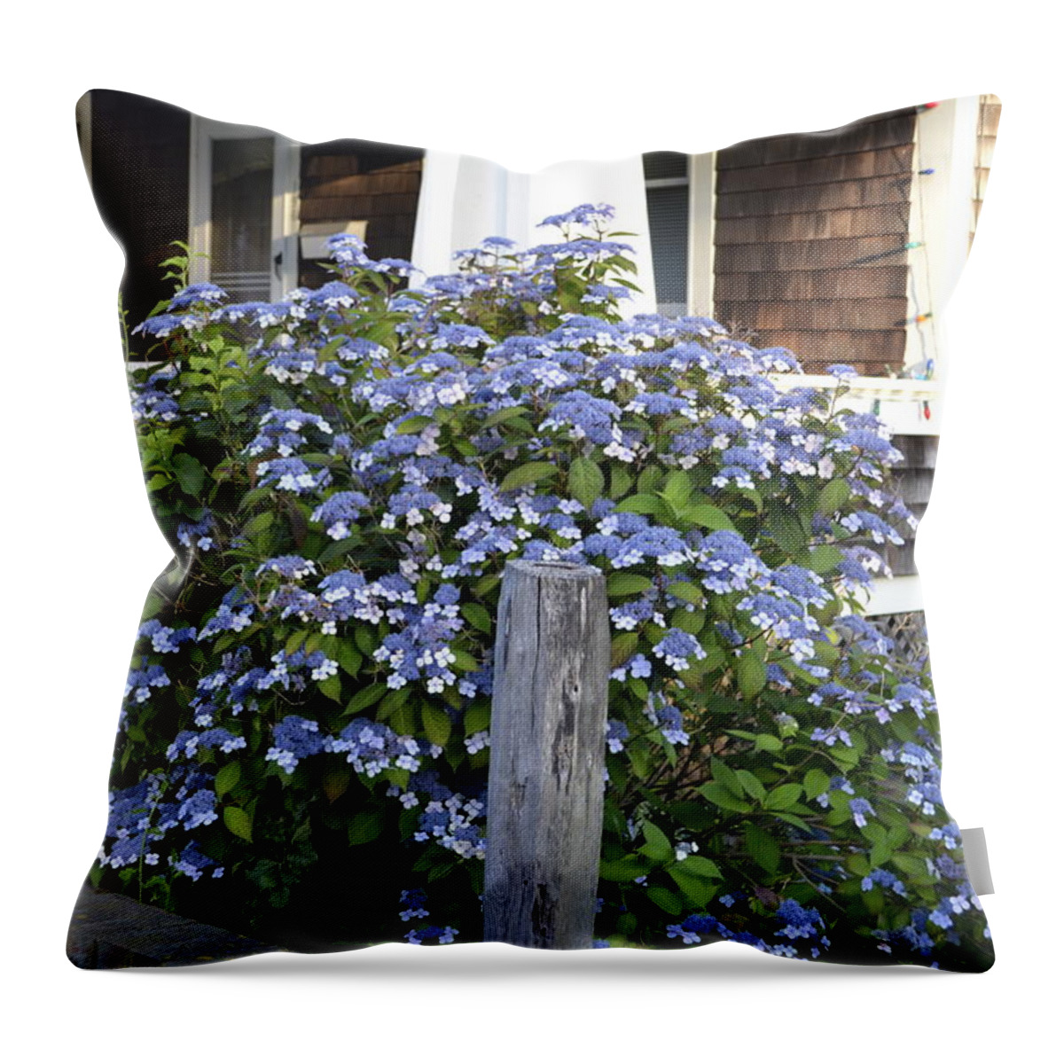 Provincetown Throw Pillow featuring the photograph Blue Lace Cap Hydrangea by Ellen Koplow