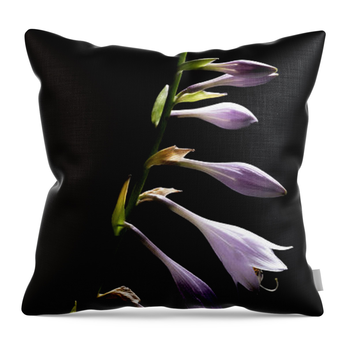 Blue Plantain Lily Throw Pillow featuring the photograph Blue Plantain Lily by Kevin Suttlehan