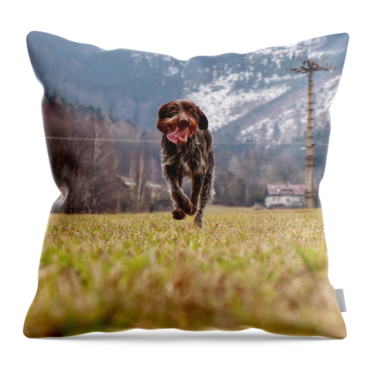 Bohemian Wire Throw Pillow featuring the photograph Bohemian Wire Haired Pointing Griffon running towards to me for some food. She jumps and runs to me for my order. by Vaclav Sonnek