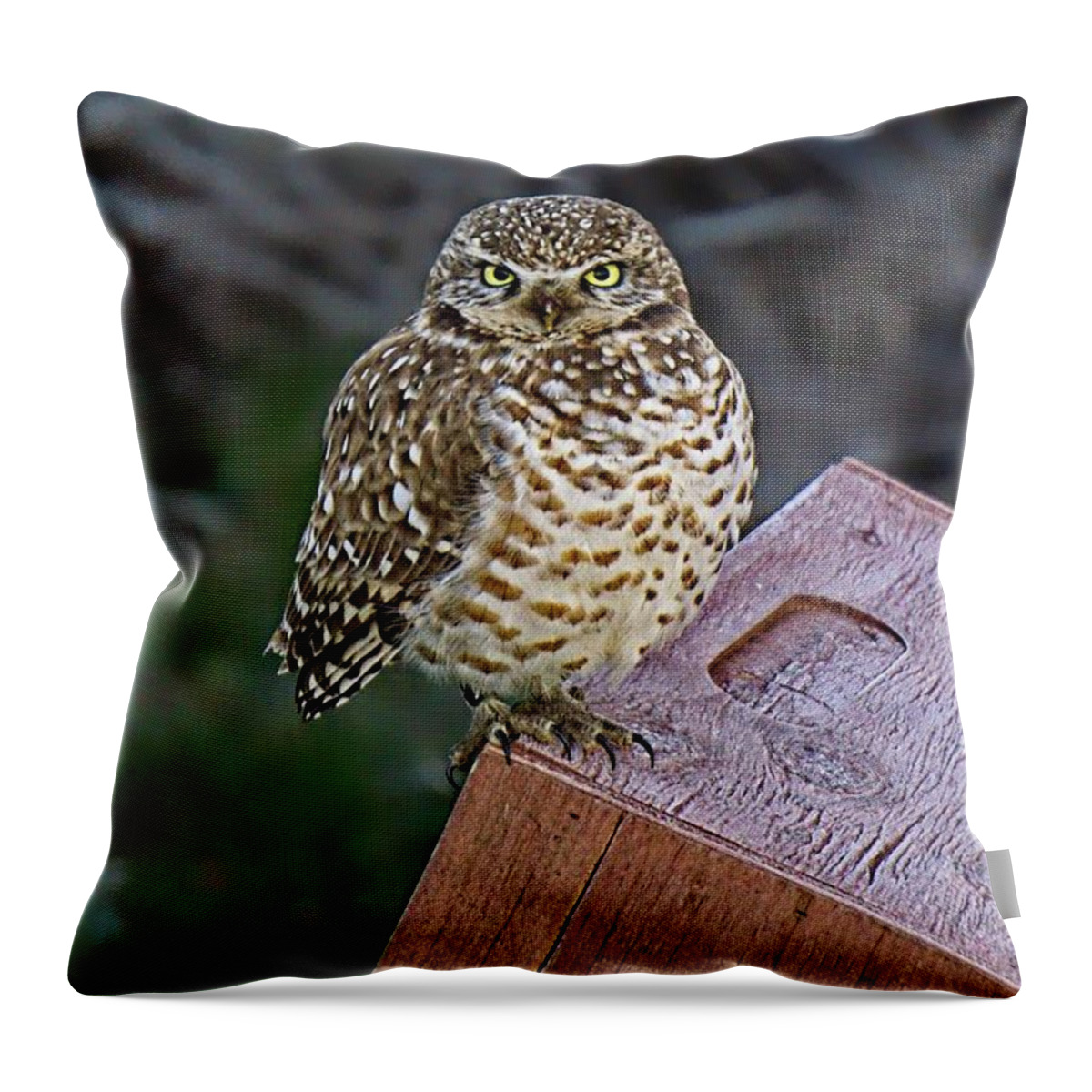 Alone Throw Pillow featuring the photograph Bright Eyes by David Desautel