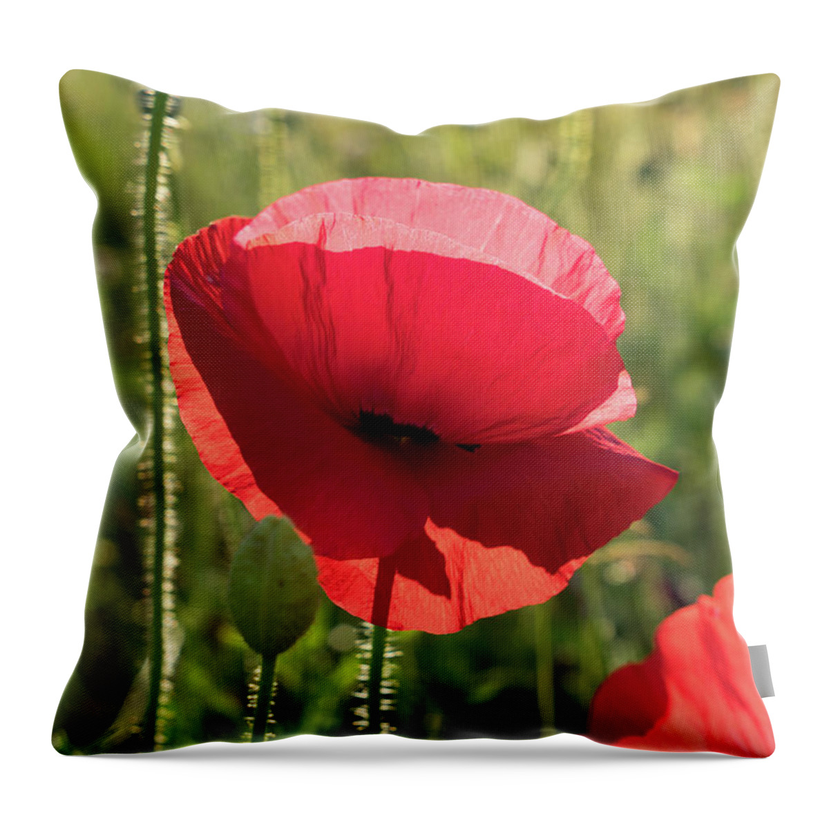 Poppy Throw Pillow featuring the photograph Bright red petals of a poppy by Adriana Mueller