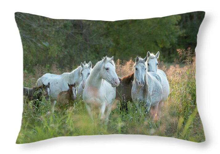 Broadfoot Throw Pillow featuring the photograph Broadfoot at Sunset by Holly Ross