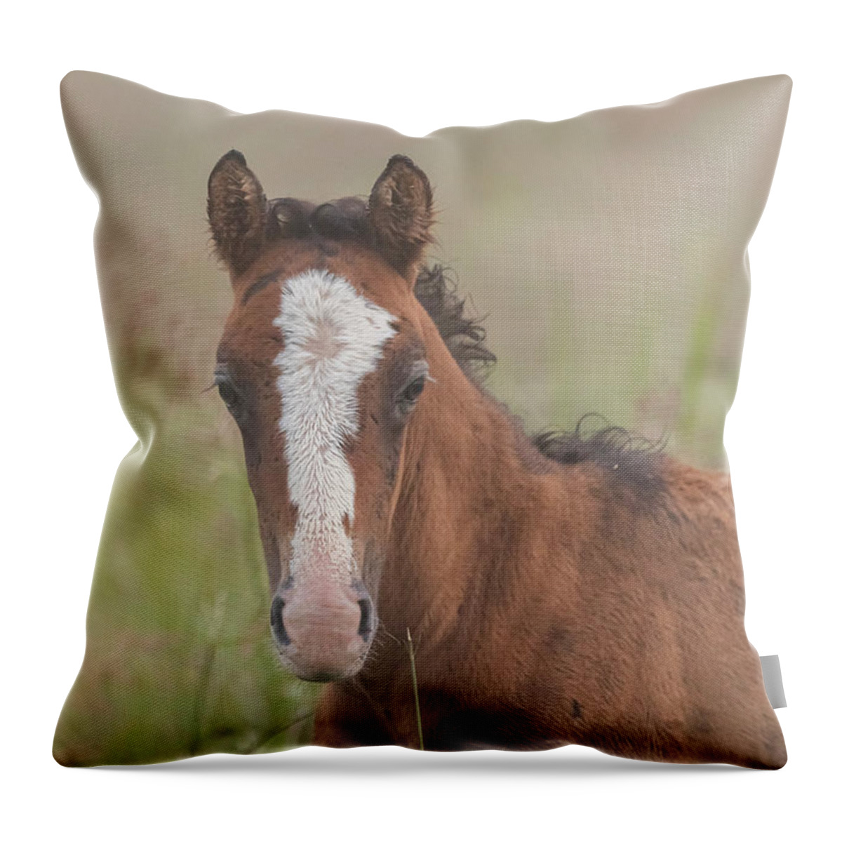 Wild Horse Throw Pillow featuring the photograph Broadfoot Colt by Holly Ross