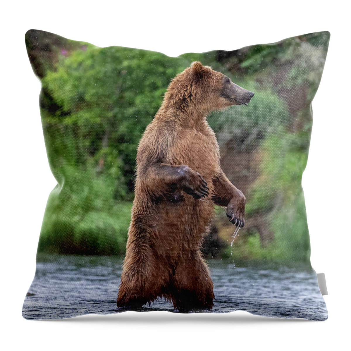 Brown Bear Throw Pillow featuring the photograph Brown Bear, Brown Bear, What do you See? by Randy Robbins