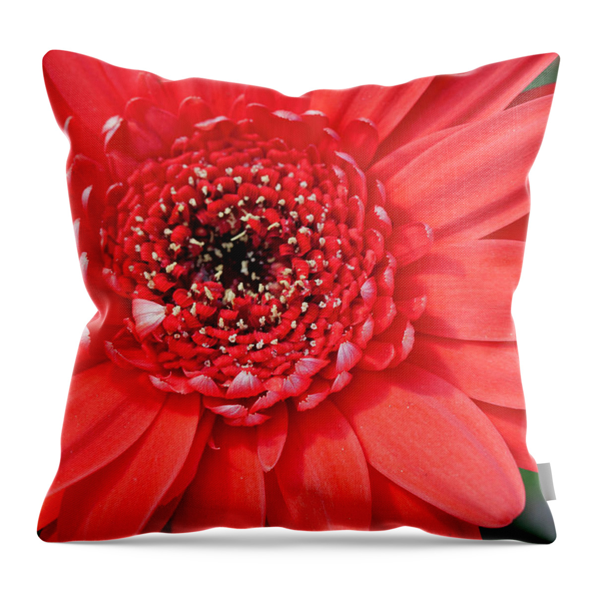 Flower Throw Pillow featuring the photograph Burst of Red by Jayne Carney