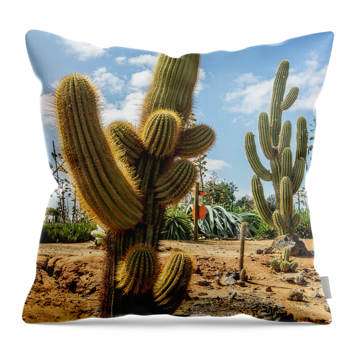 Cactus Throw Pillow featuring the photograph Cactus Country by Vicki Walsh