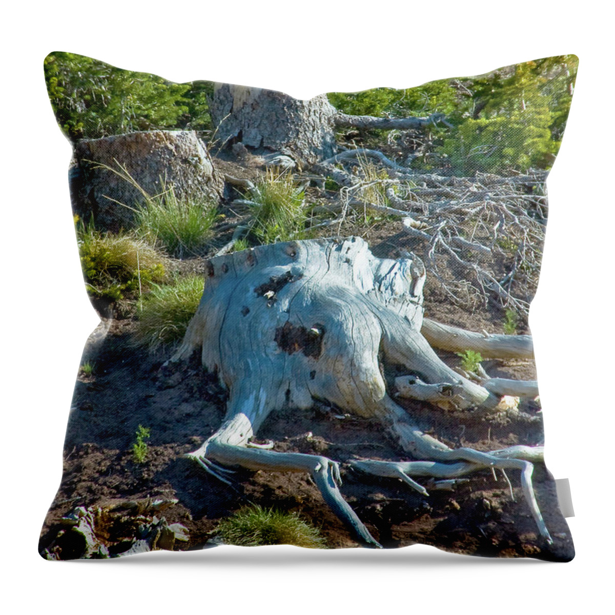 Calf At Rest Throw Pillow featuring the photograph Calf at Rest by Mae Wertz