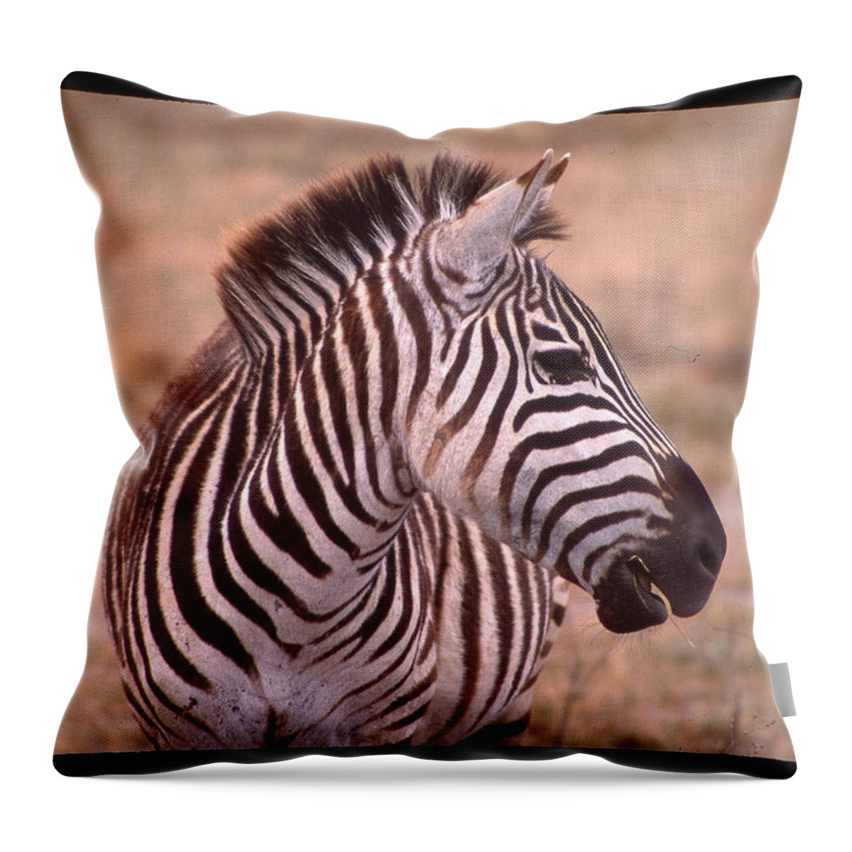 Africa Throw Pillow featuring the photograph Camera Shy Zebra by Russ Considine