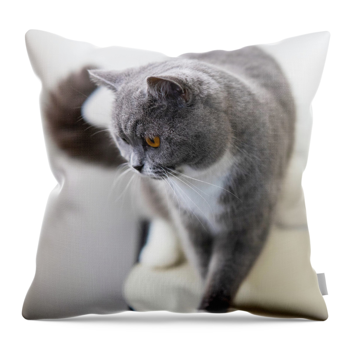 Cat Throw Pillow featuring the photograph Cat by MPhotographer