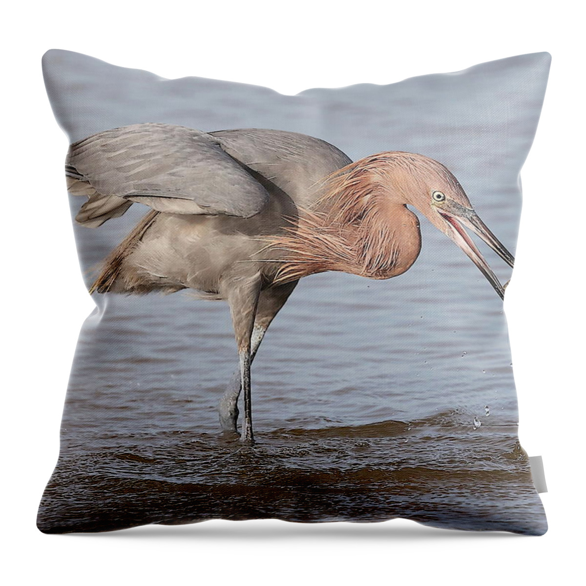 Reddish Egret Throw Pillow featuring the photograph Catch is not Secured Yet by Mingming Jiang