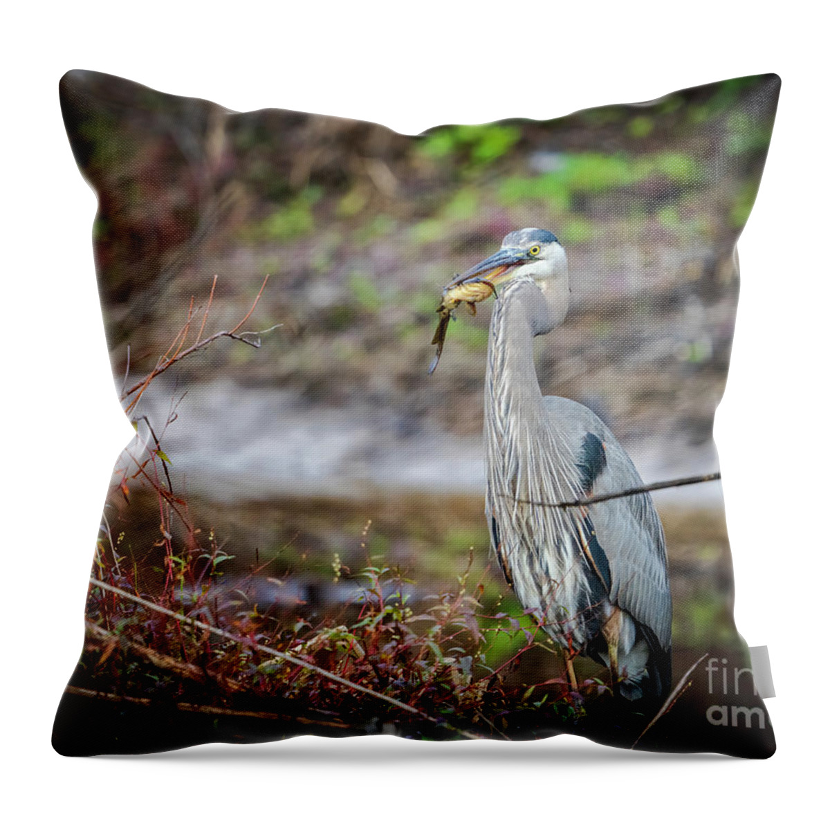 Wildlife Throw Pillow featuring the photograph Catfishing by DB Hayes