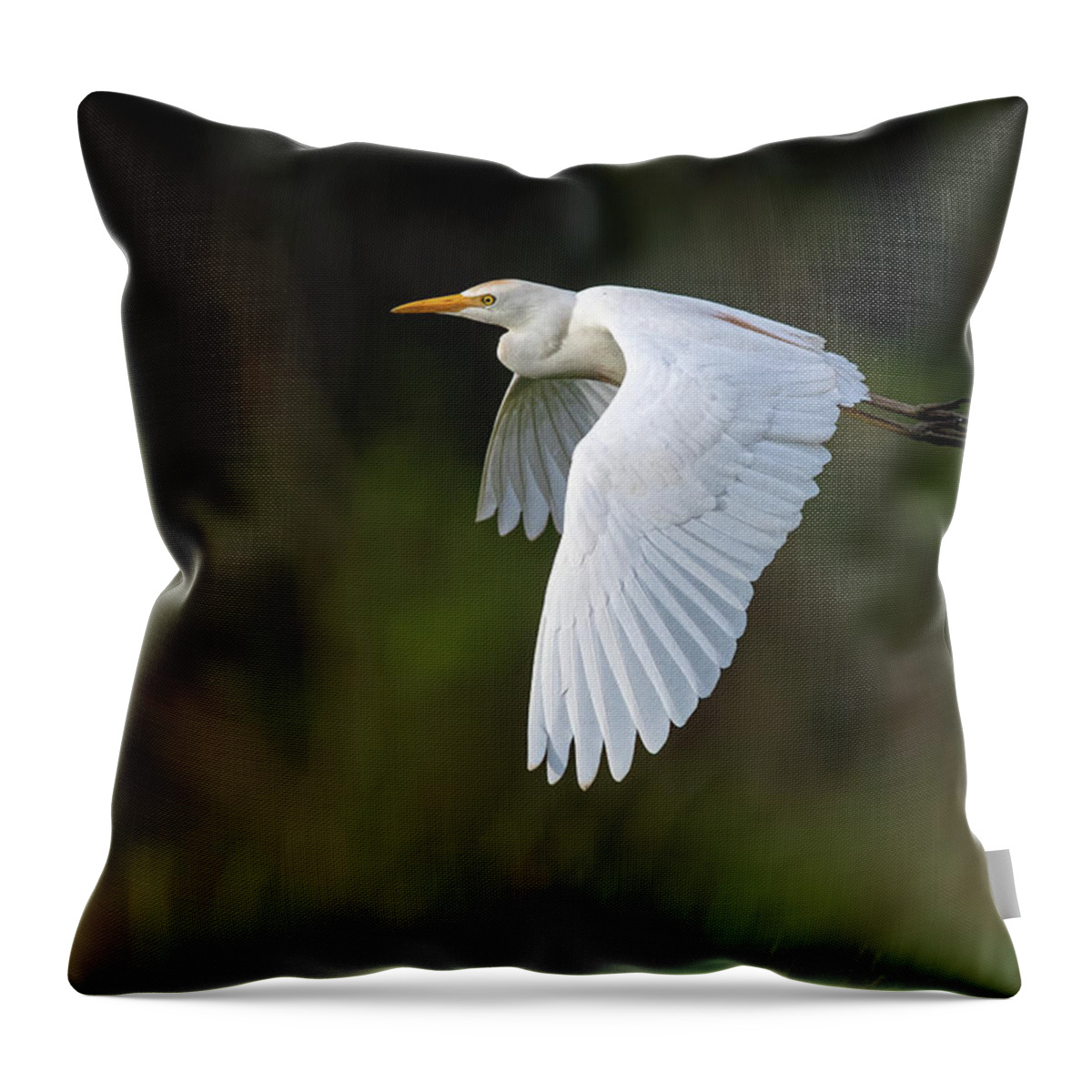 Cattle Egret Throw Pillow featuring the photograph Cattle Egret in flight by Rick Mosher