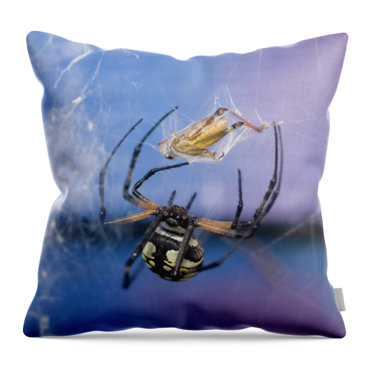 Garden Spider Throw Pillow featuring the photograph Caught in the Web by Melissa Southern