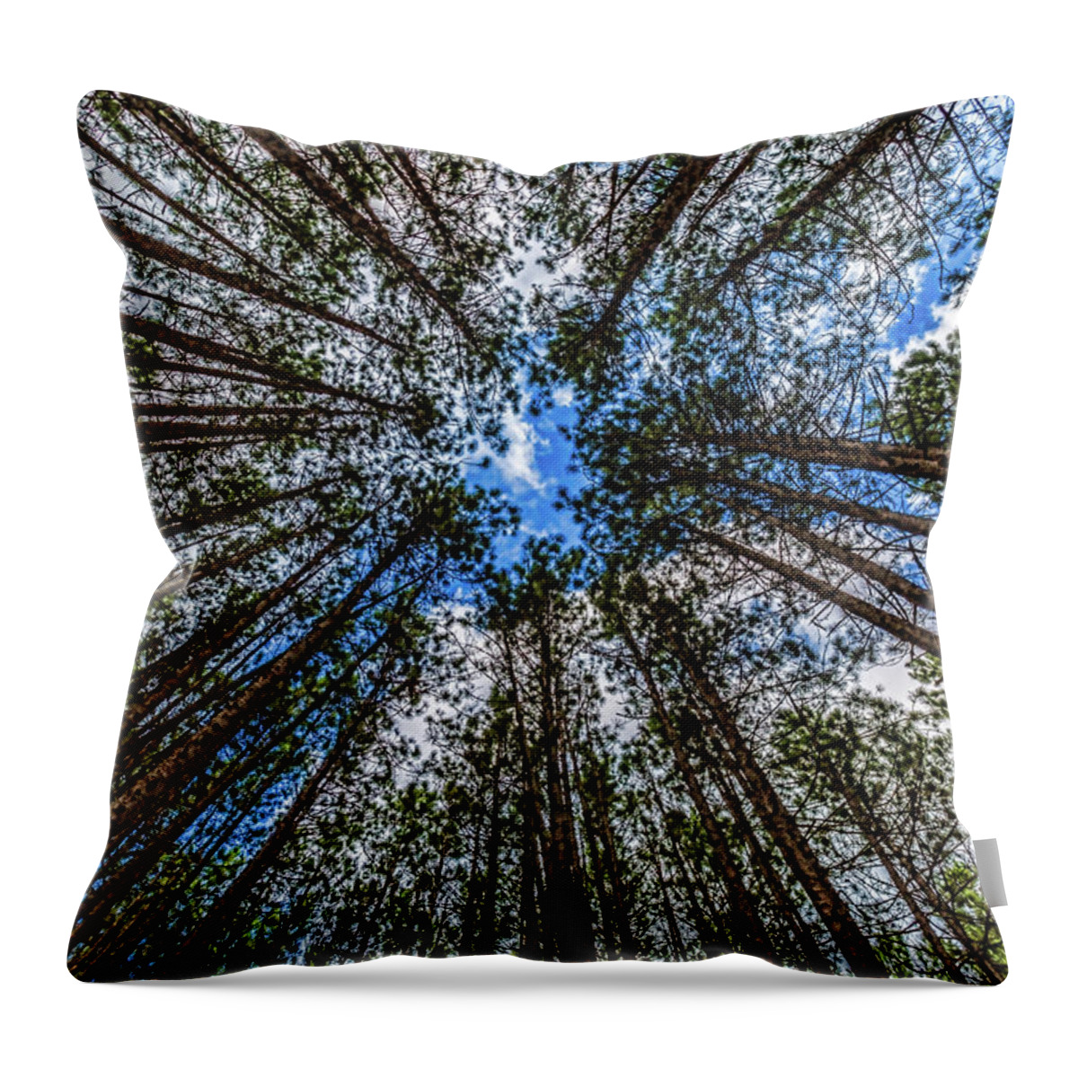 Higgins Lake Throw Pillow featuring the photograph CCC Pines Lookup by Joe Holley