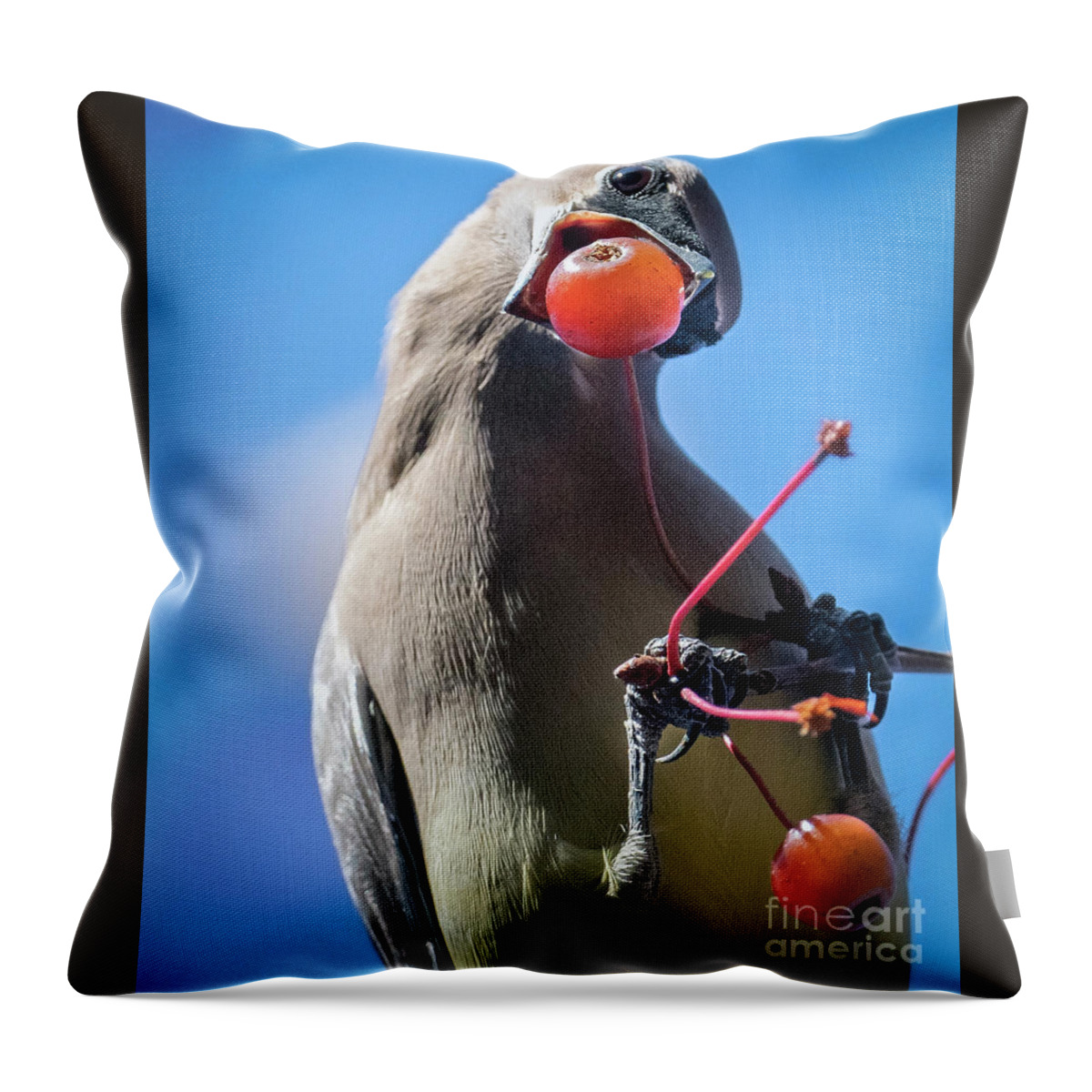 Cedar Waxwing Throw Pillow featuring the photograph Cedar Waxwing with a Berry by Sandra Rust