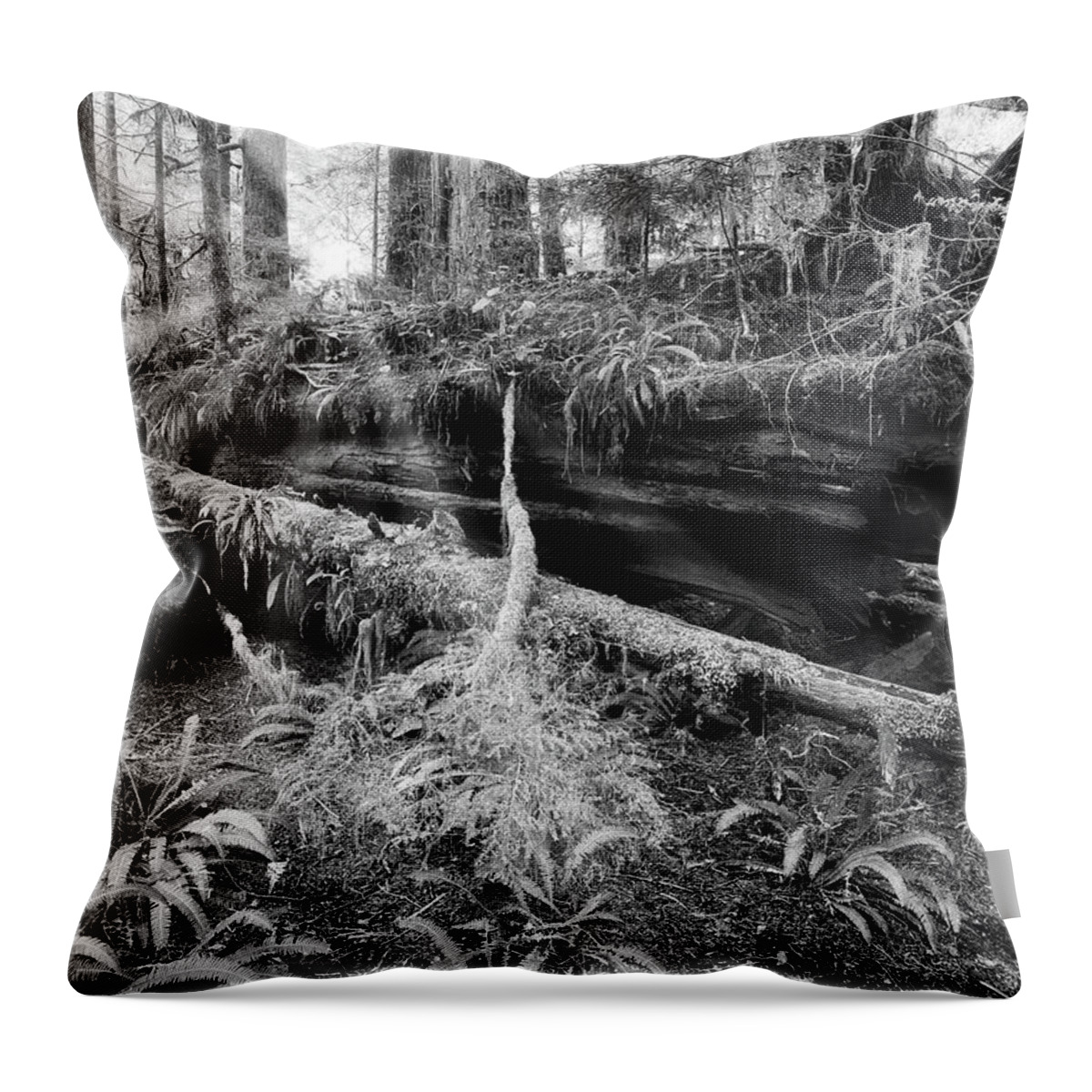 Black And White Photography Throw Pillow featuring the photograph Centuries Old and Sunbeams by Allan Van Gasbeck