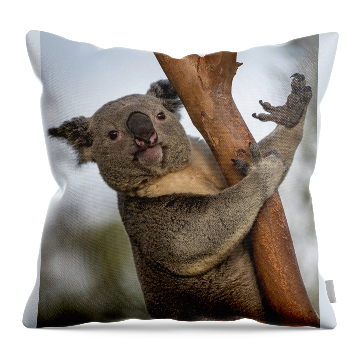 San Diego Zoo Throw Pillow featuring the photograph Check My Mighty Claw by David Levin