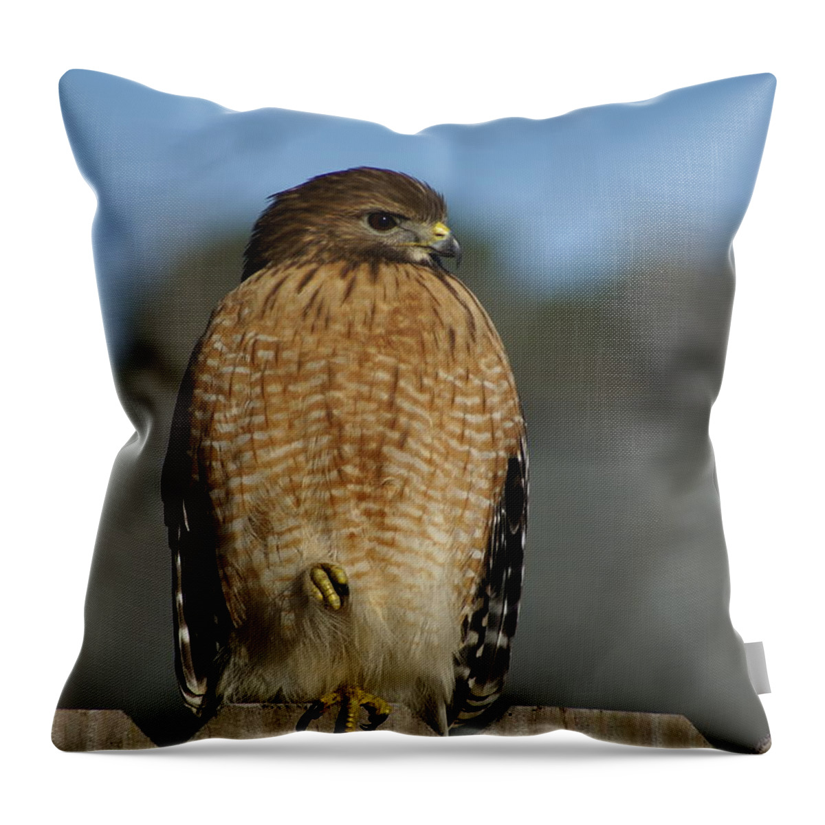  Throw Pillow featuring the photograph Chilling Hawk by Heather E Harman