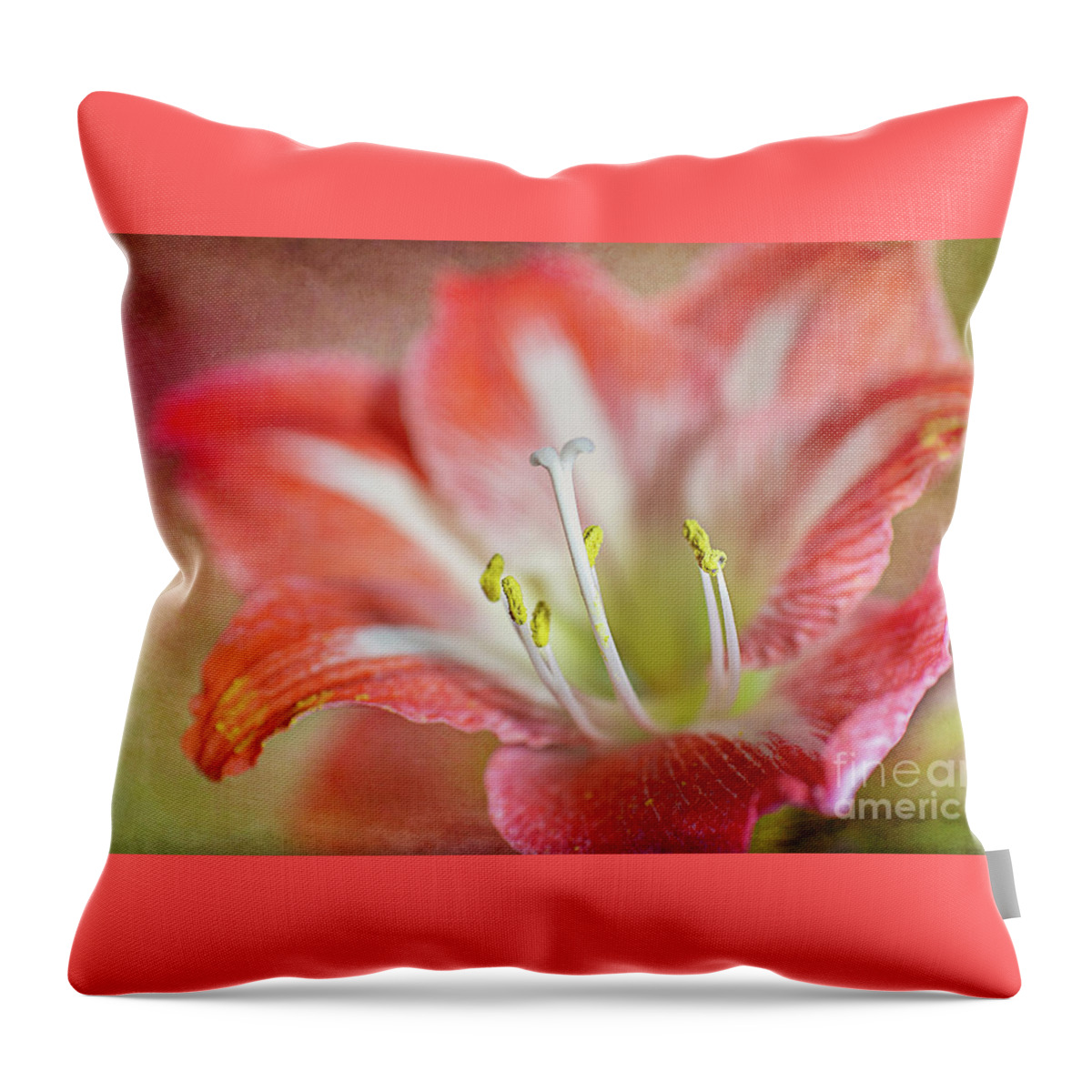 Pink Throw Pillow featuring the photograph Christmas Flower by Amy Dundon