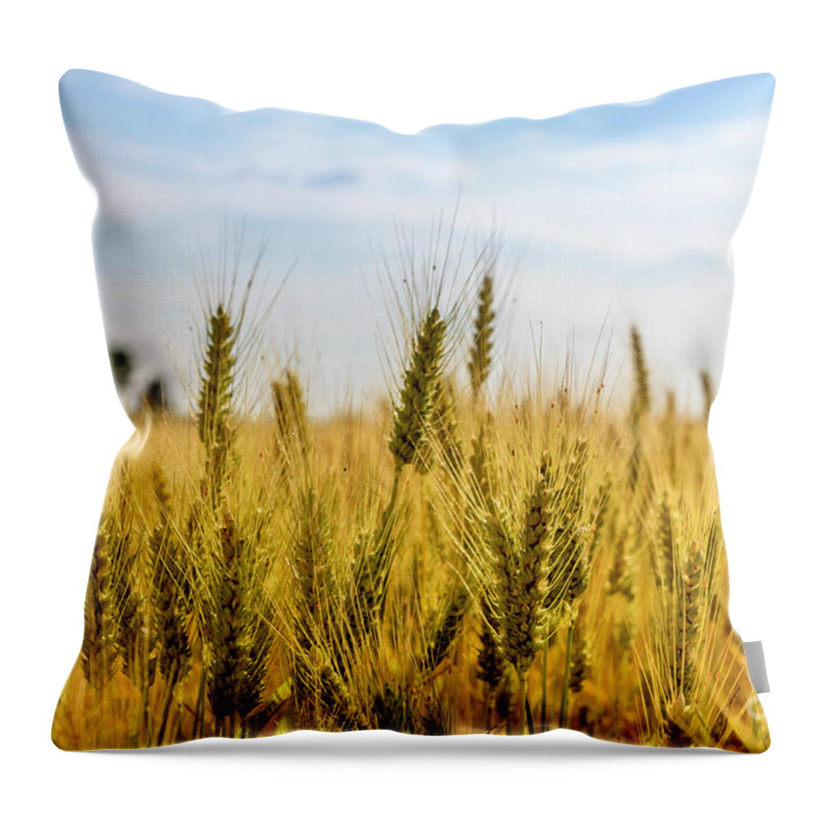 Wheat Throw Pillow featuring the photograph Closeup of golden wheat ears in field. by Jelena Jovanovic