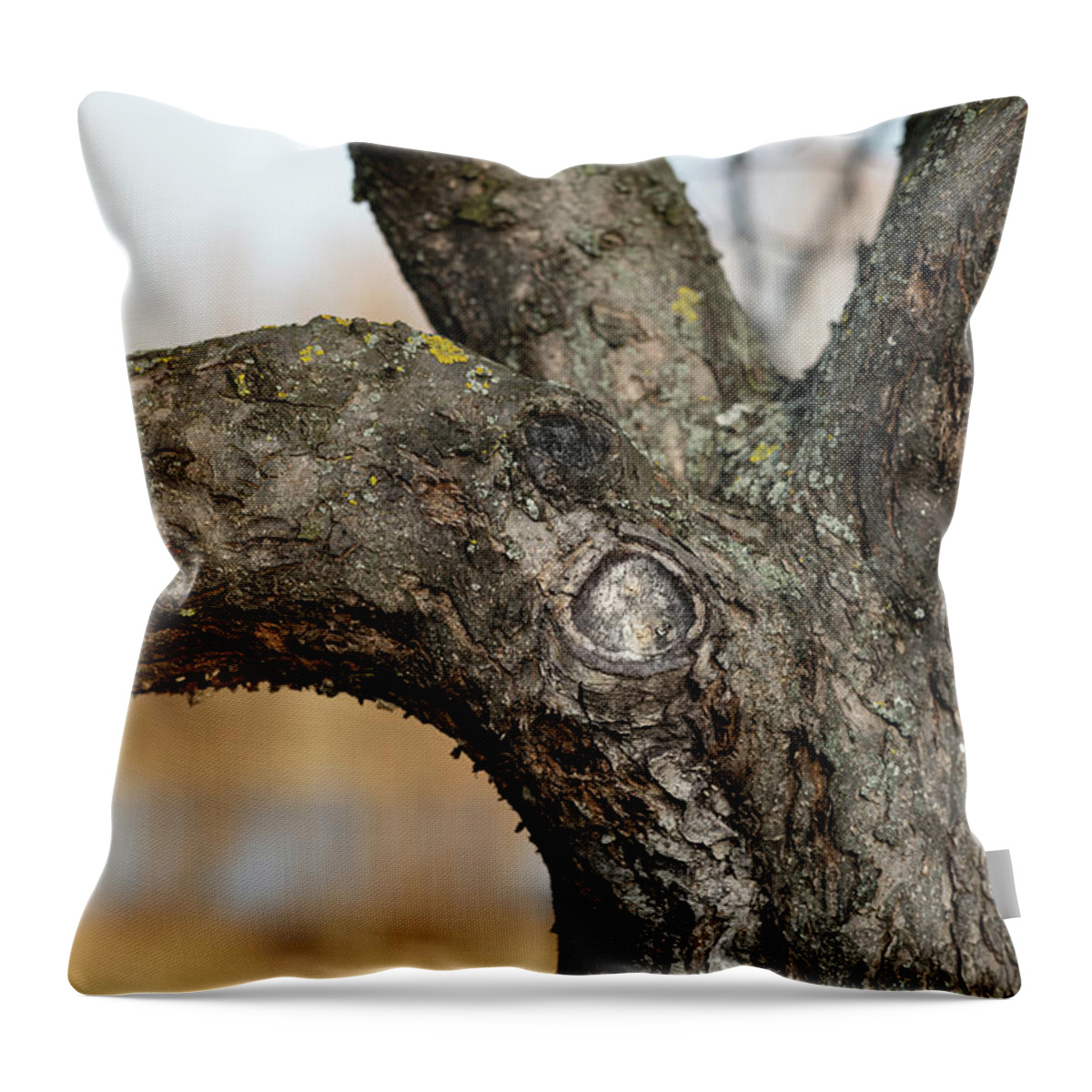 https://render.fineartamerica.com/images/rendered/default/throw-pillow/images/artworkimages/medium/3/closeup-of-tree-fork-with-thick-branches-stefan-rotter.jpg?&targetx=-119&targety=0&imagewidth=718&imageheight=479&modelwidth=479&modelheight=479&backgroundcolor=AB9475&orientation=0&producttype=throwpillow-14-14