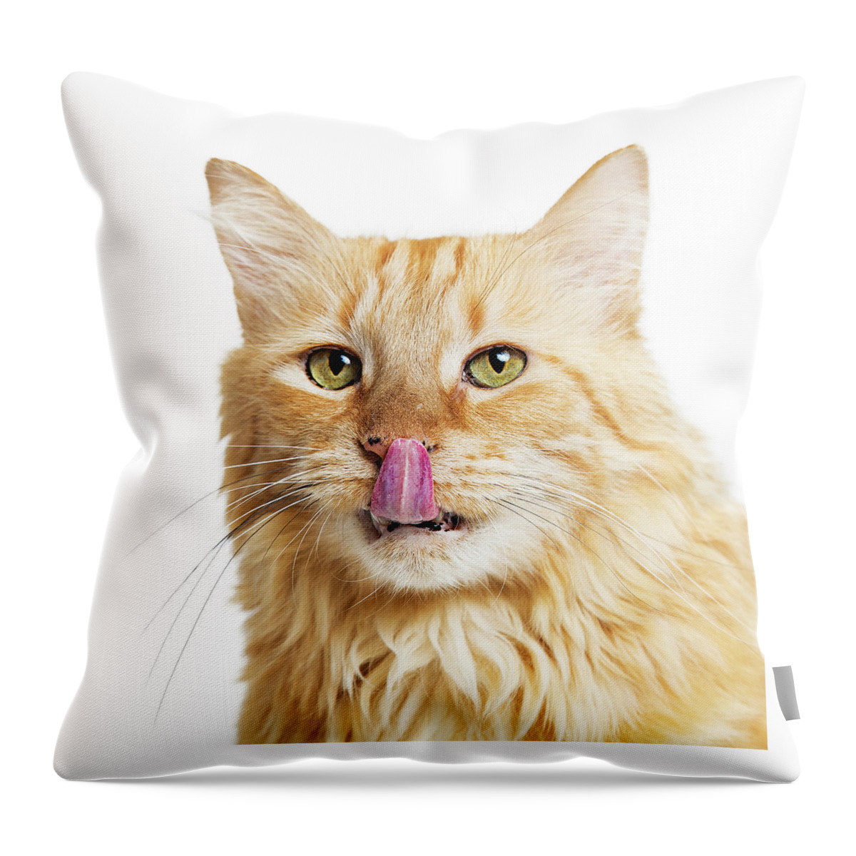Animal Throw Pillow featuring the photograph Closeup Orange Hungry Cat Over White by Good Focused