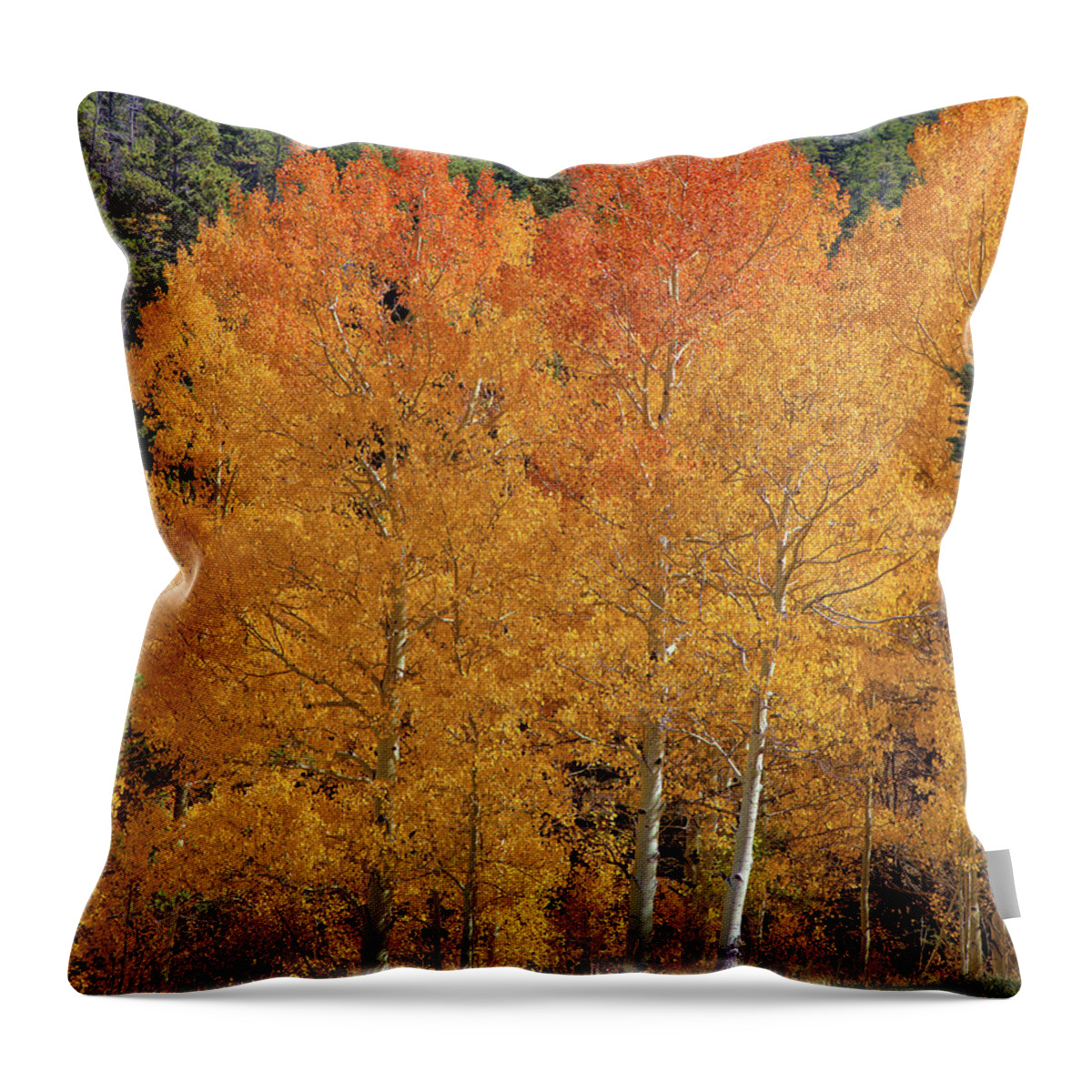 Colorado Throw Pillow featuring the photograph Colorado Fall Colors by Bob Falcone