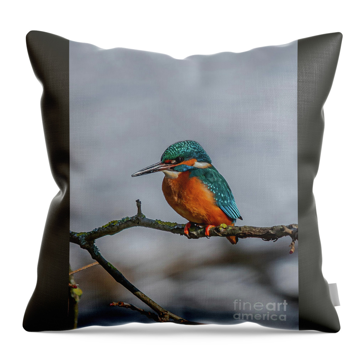 Kingfisher Throw Pillow featuring the photograph Common Kingfisher, Acedo Atthis, Sits On Tree Branch Watching For Fish by Andreas Berthold