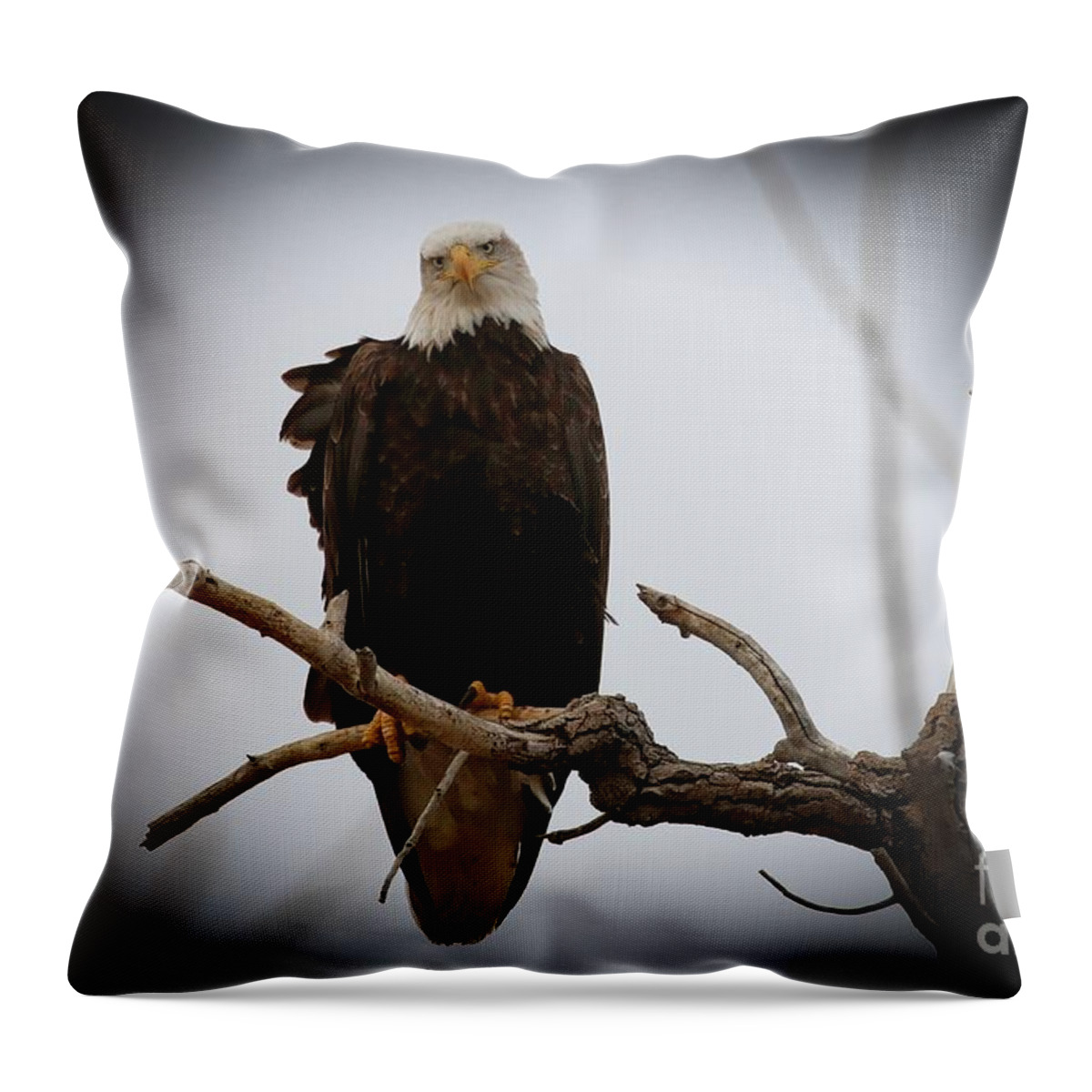 Eagles Throw Pillow featuring the photograph Contemplating by Veronica Batterson