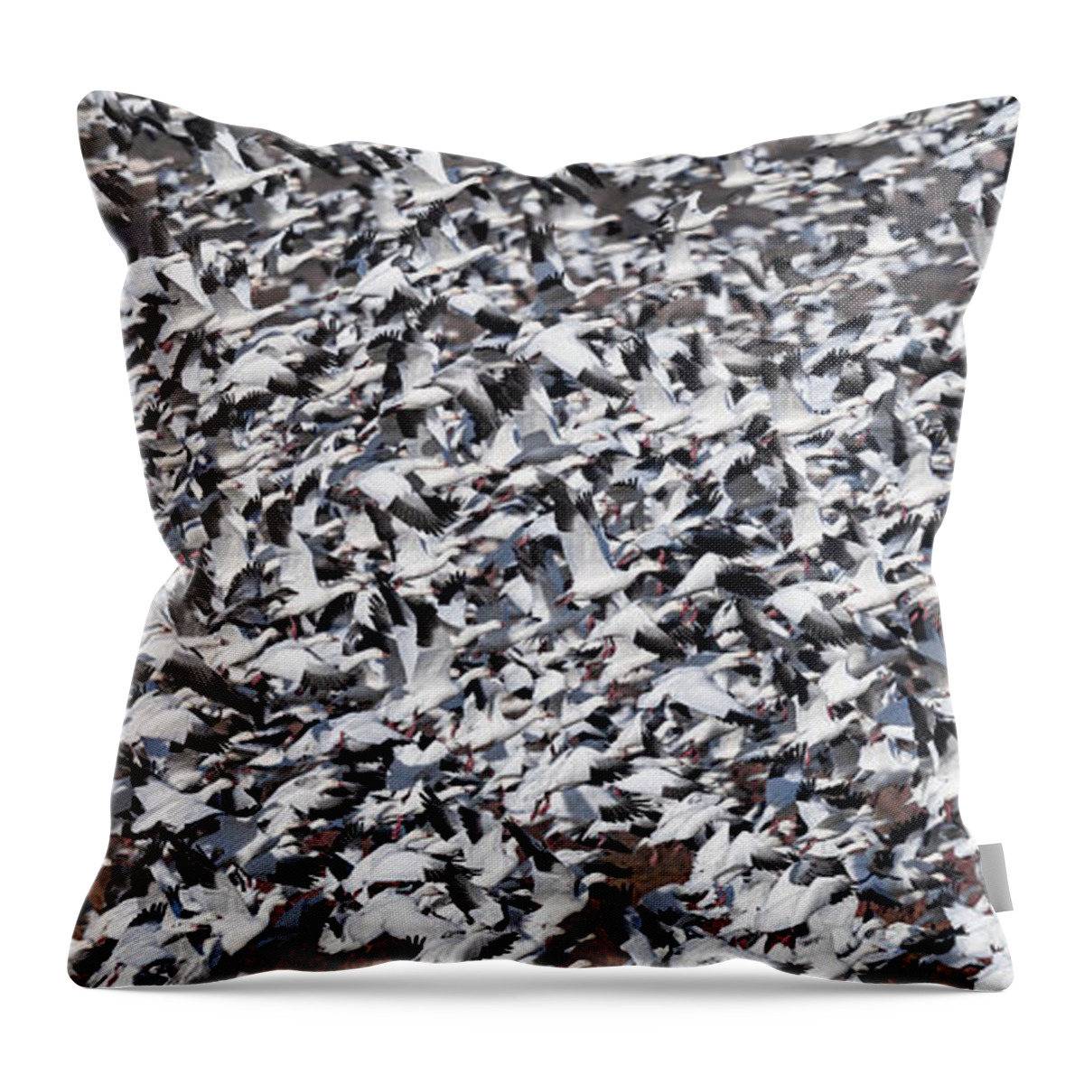 Snow Geese Throw Pillow featuring the photograph Controlled Chaos. by Paul Martin