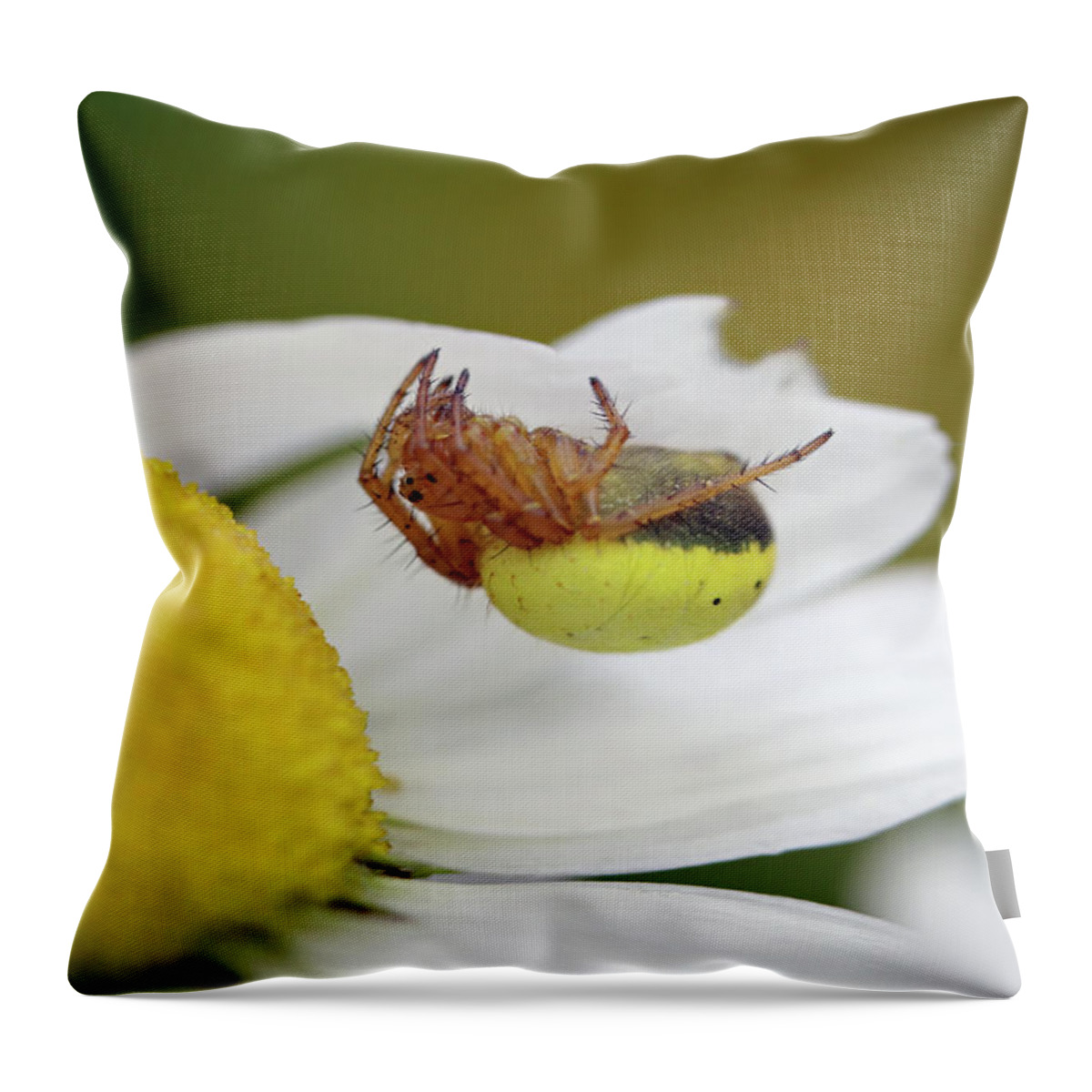  Six Spotted Orb Weaver Throw Pillow featuring the photograph Copycat by Jennifer Robin