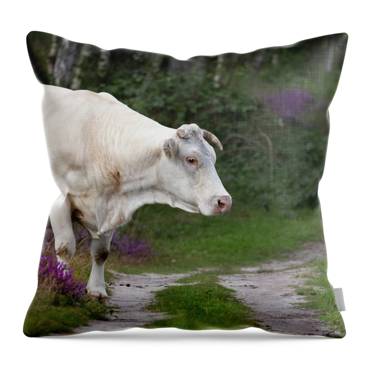 Cow Throw Pillow featuring the photograph Cow in the Forest by MPhotographer