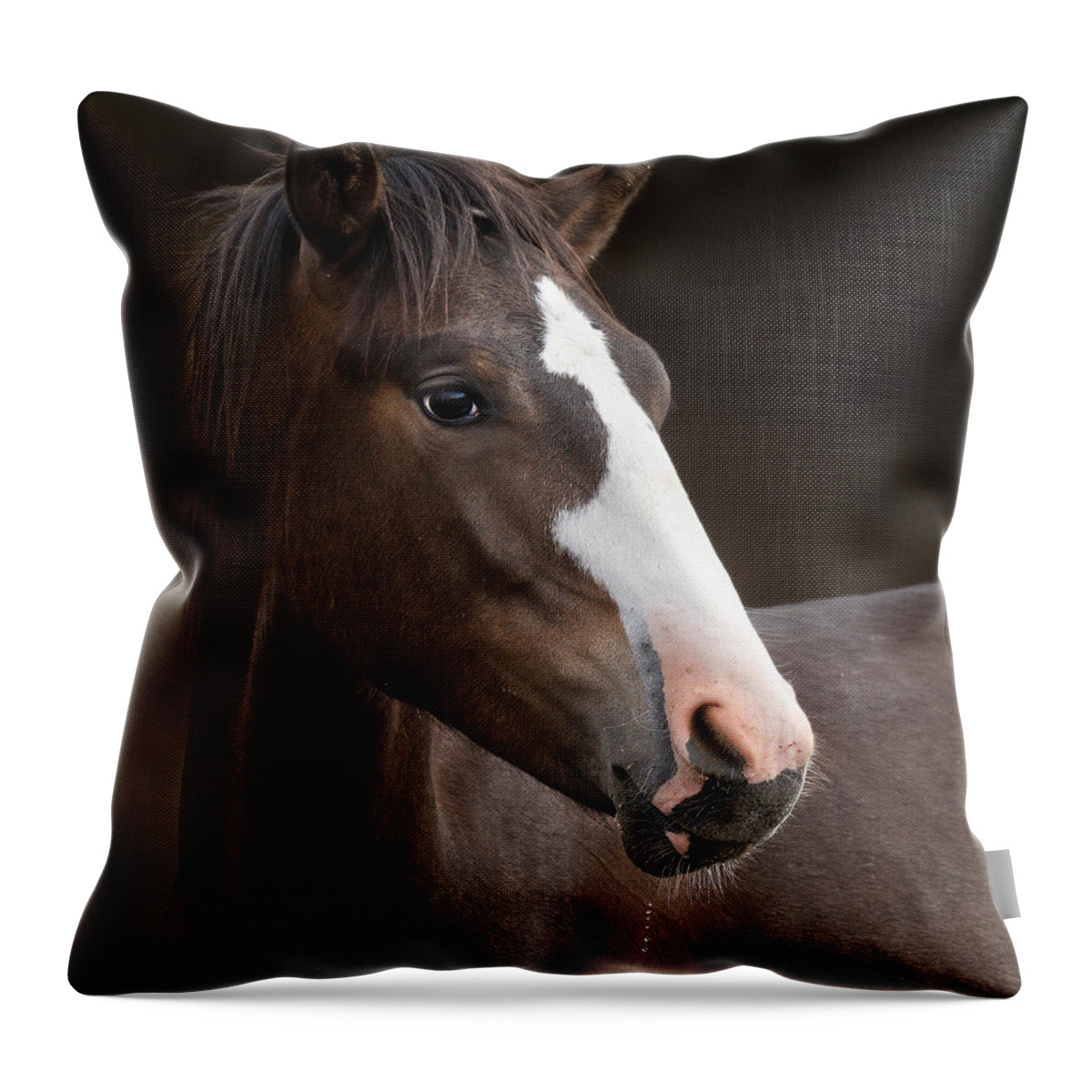 Stallion Throw Pillow featuring the photograph Coyote. by Paul Martin