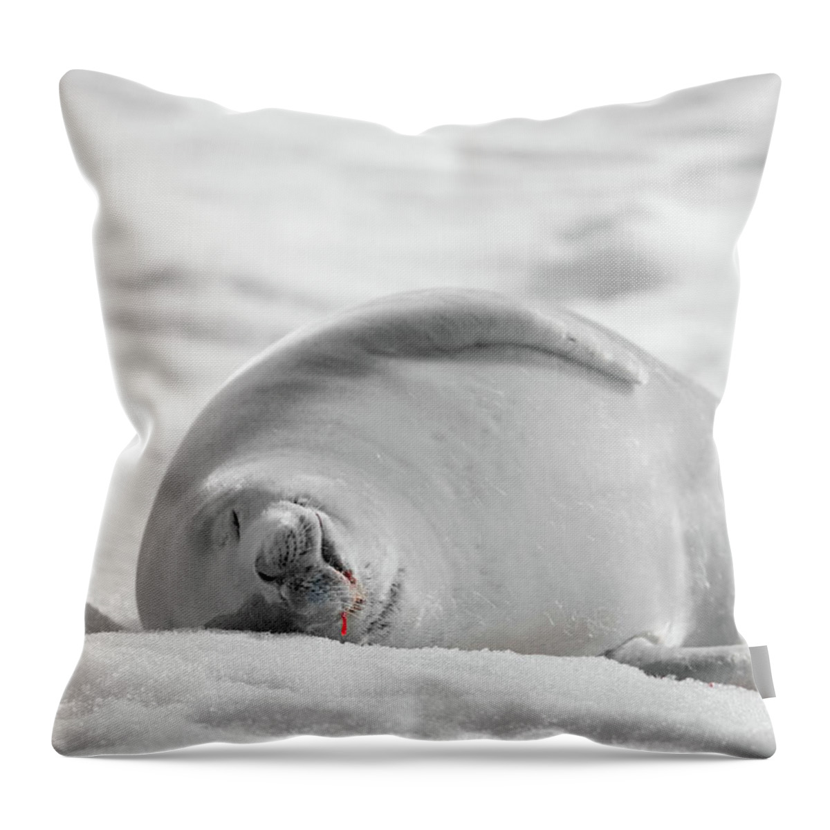 04feb20 Throw Pillow featuring the photograph Crabeater Seal Frozen Drool Pile BW-SC by Jeff at JSJ Photography